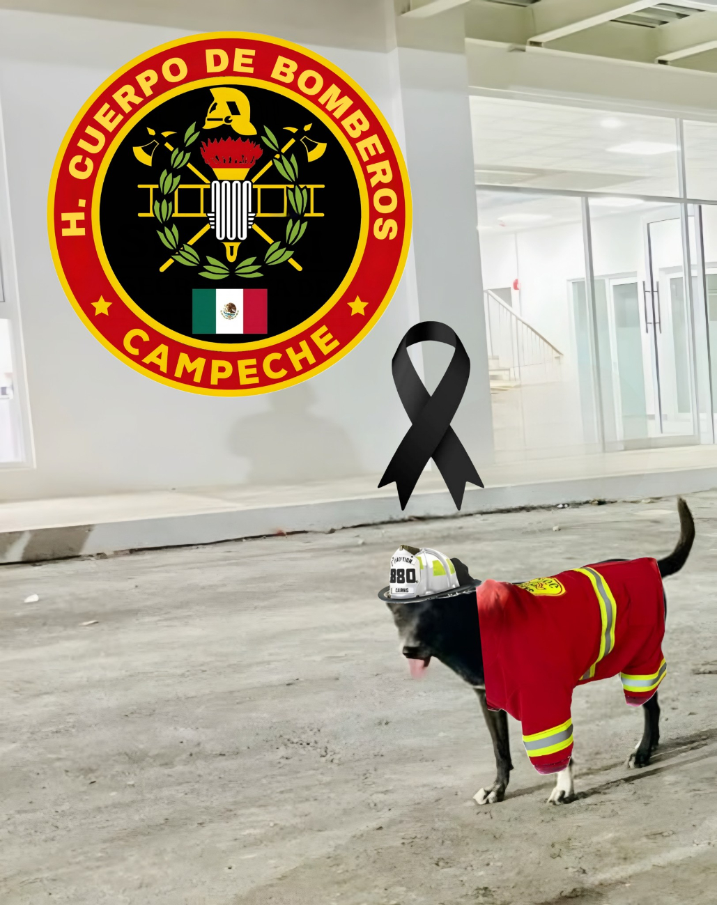 Adiós a “La Negra”, la lomita que cuidó y acompañó a los bomberos campechanos Adiós a “La Negra”, la lomita que cuidó y acompañó a los bomberos campechanos