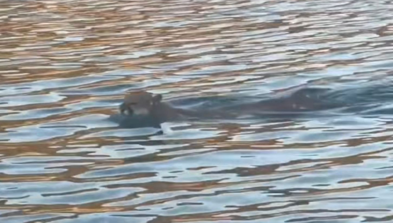 El inusual comportamiento fue captado por pescadores El inusual comportamiento fue captado por pescadores
