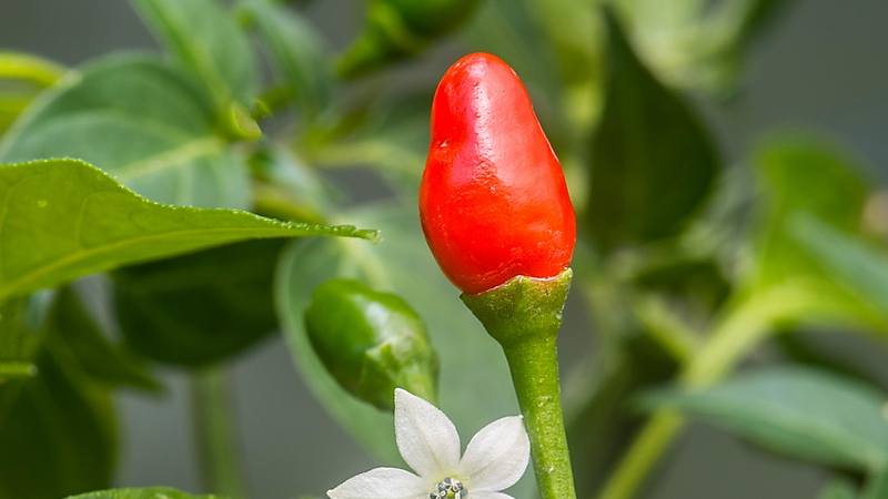 El maax iik pertenece a la misma especie botánica (Capsicum annuum) que el chiltepín, variedad con la que suele ser confundido El maax iik pertenece a la misma especie botánica (Capsicum annuum) que el chiltepín, variedad con la que suele ser confundido
