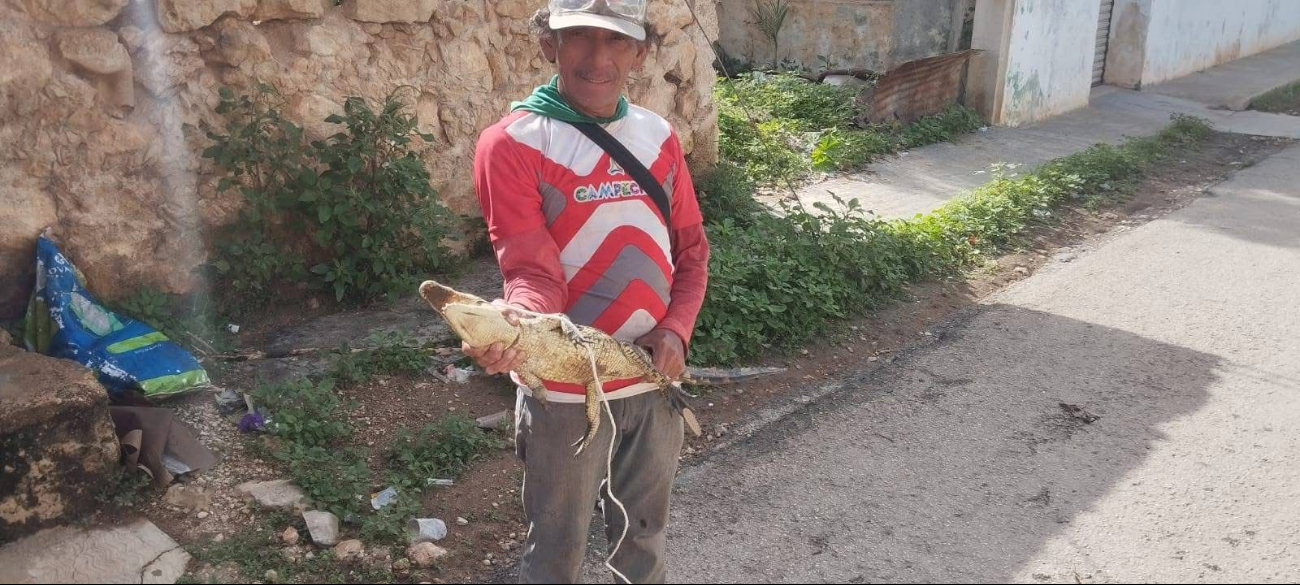 En Dzibalchén capturaron un pequeño lagarto que salió de un predio baldío. En Dzibalchén capturaron un pequeño lagarto que salió de un predio baldío.