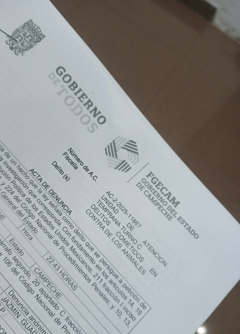 Fiscalía gira orden de búsqueda para localizar al canino y al agresor. Fiscalía gira orden de búsqueda para localizar al canino y al agresor.