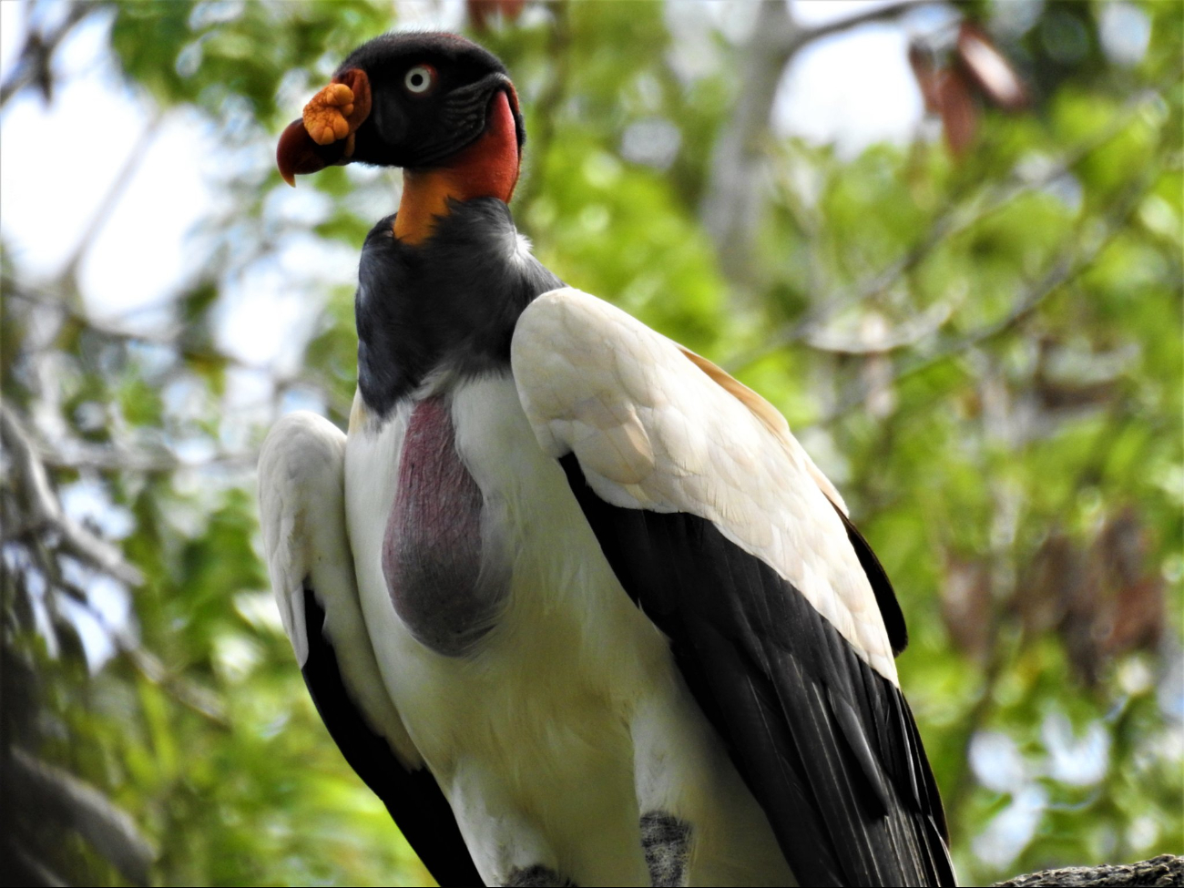 La observación de aves impulsa economía en Yucatán y Campeche busca replicar el modelo. La observación de aves impulsa economía en Yucatán y Campeche busca replicar el modelo.