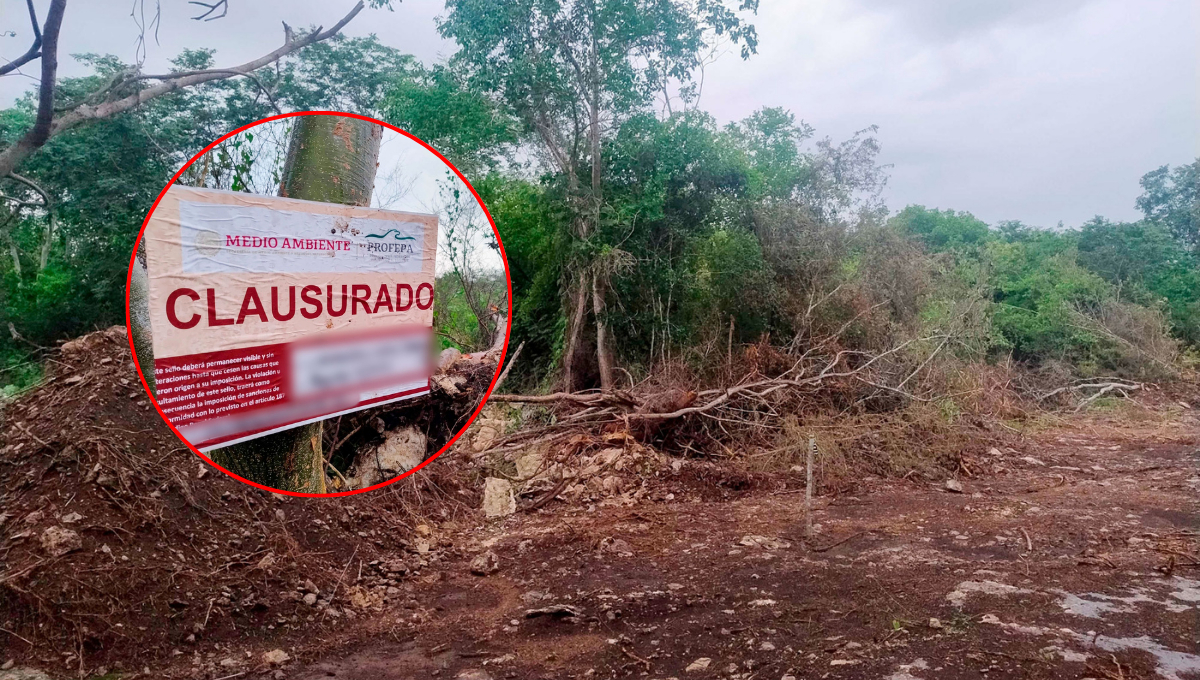 PROFEPA clausuró un predio en la Reserva Ecológica Cuxtal, en Mérida, por devastar 1.85 hectáreas de selva baja caducifolia. PROFEPA clausuró un predio en la Reserva Ecológica Cuxtal, en Mérida, por devastar 1.85 hectáreas de selva baja caducifolia.
