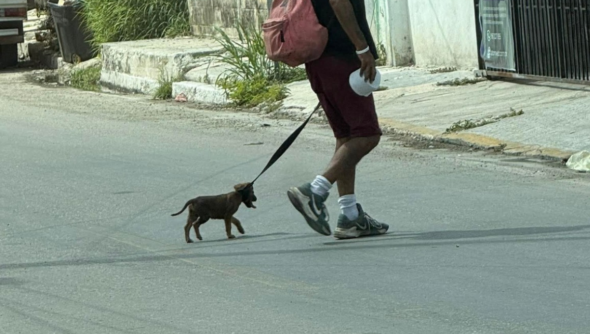 Rescatista denuncia crueldad contra un cachorro en la colonia San Rafael.