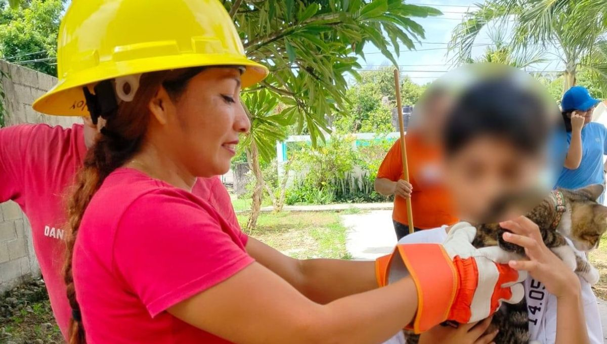 Salvan gatita atrapada en Chetumal Salvan gatita atrapada en Chetumal