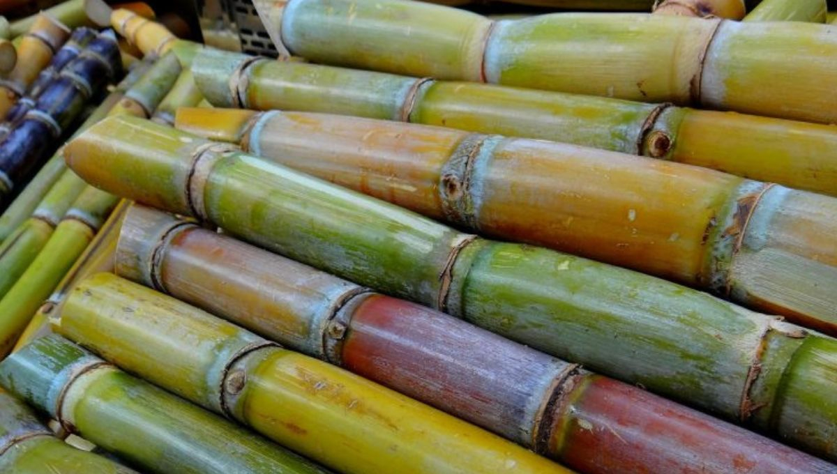 Sector cañero de Quintana Roo busca alternativas para tener mayor rendimiento en la zafra 2025-2026 Sector cañero de Quintana Roo busca alternativas para tener mayor rendimiento en la zafra 2025-2026