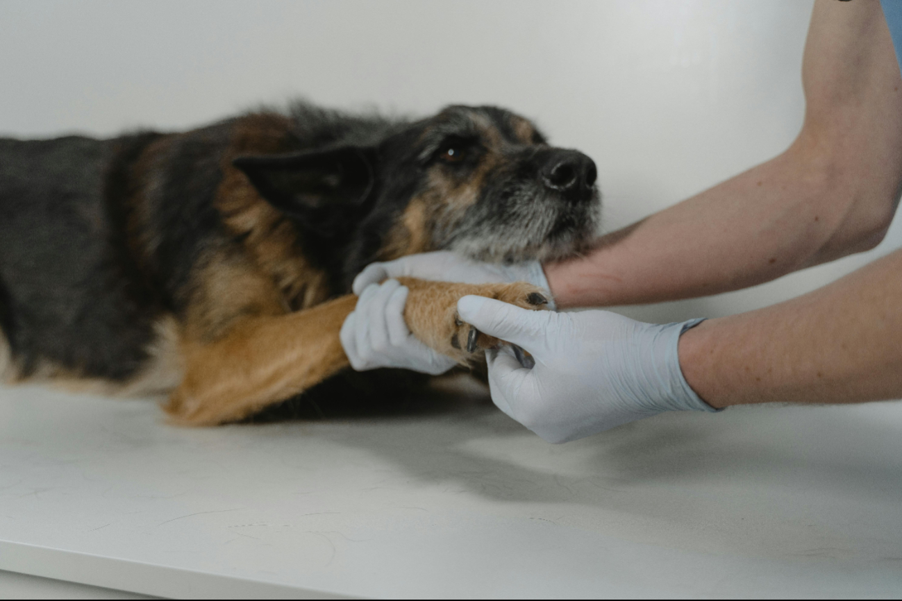 Autoridades de Sanidad Animal informan sobre otro can infectado por el gusano barrenador de ganado Autoridades de Sanidad Animal informan sobre otro can infectado por el gusano barrenador de ganado