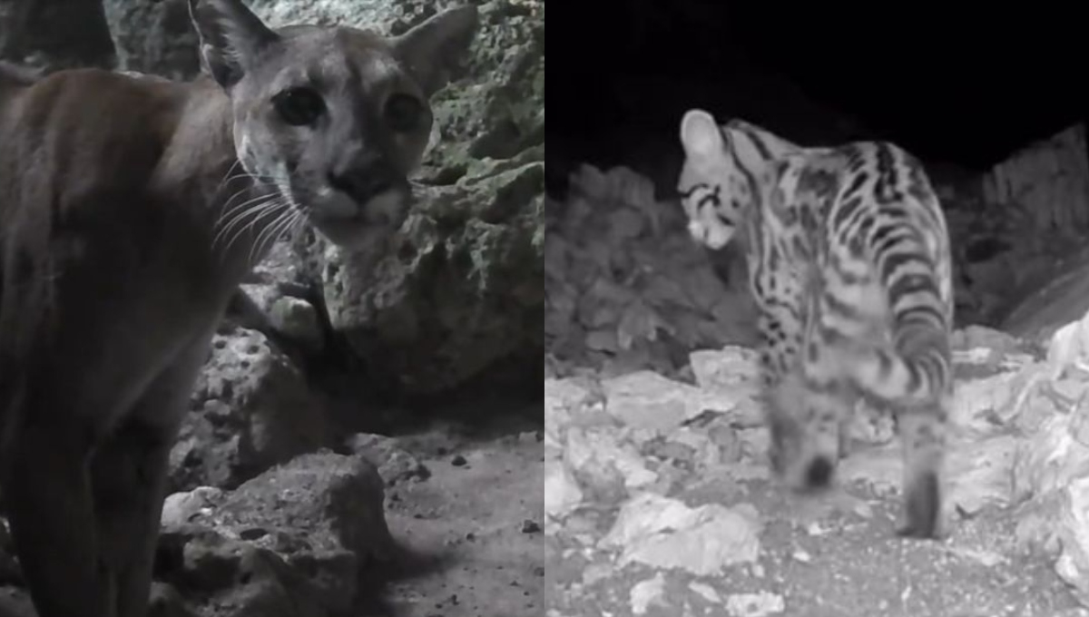 Entre las imágenes logradas destacan las de pumas, ocelotes y tigrillos Entre las imágenes logradas destacan las de pumas, ocelotes y tigrillos