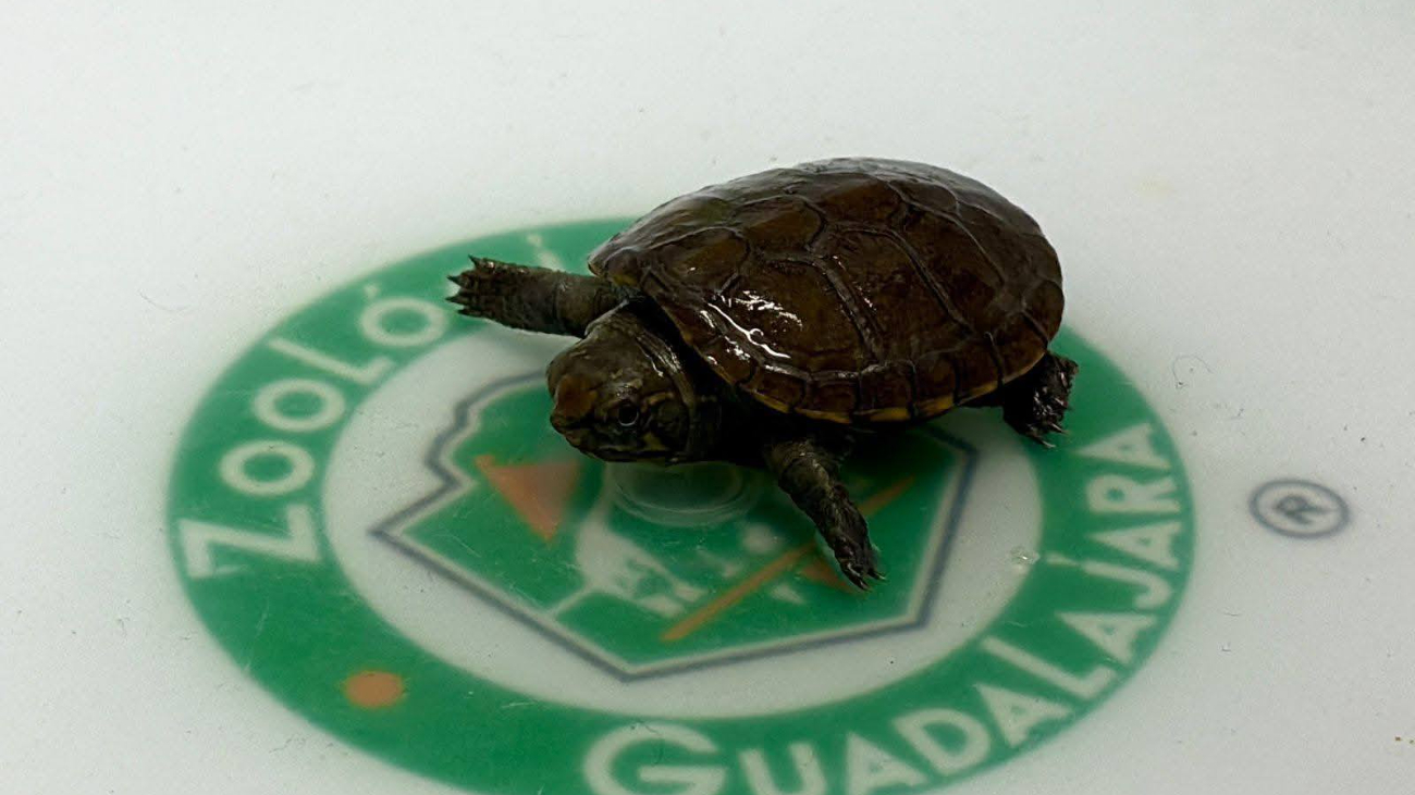 Esta variedad de tortuga, considerada como la más pequeña del planeta, recién fue descubierta en el año 2018