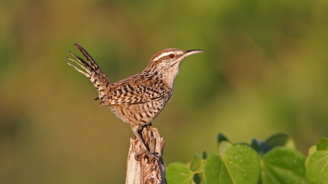 La iniciativa tiene por objetivo fomentar la observación de las aves como un mecanismo para conservar la naturaleza La iniciativa tiene por objetivo fomentar la observación de las aves como un mecanismo para conservar la naturaleza