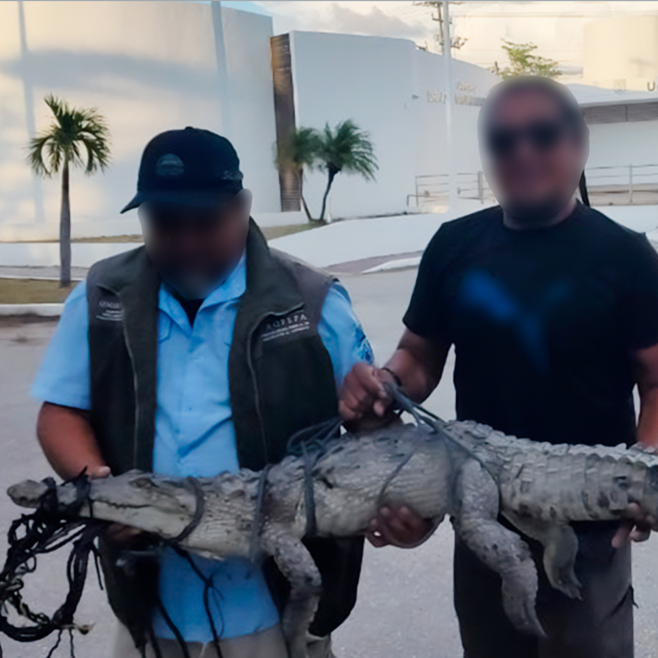 La PROFEPA rescató un cocodrilo de pantano amarrado y con lesiones en el muelle “7 de Agosto” de San Francisco de Campeche La PROFEPA rescató un cocodrilo de pantano amarrado y con lesiones en el muelle “7 de Agosto” de San Francisco de Campeche