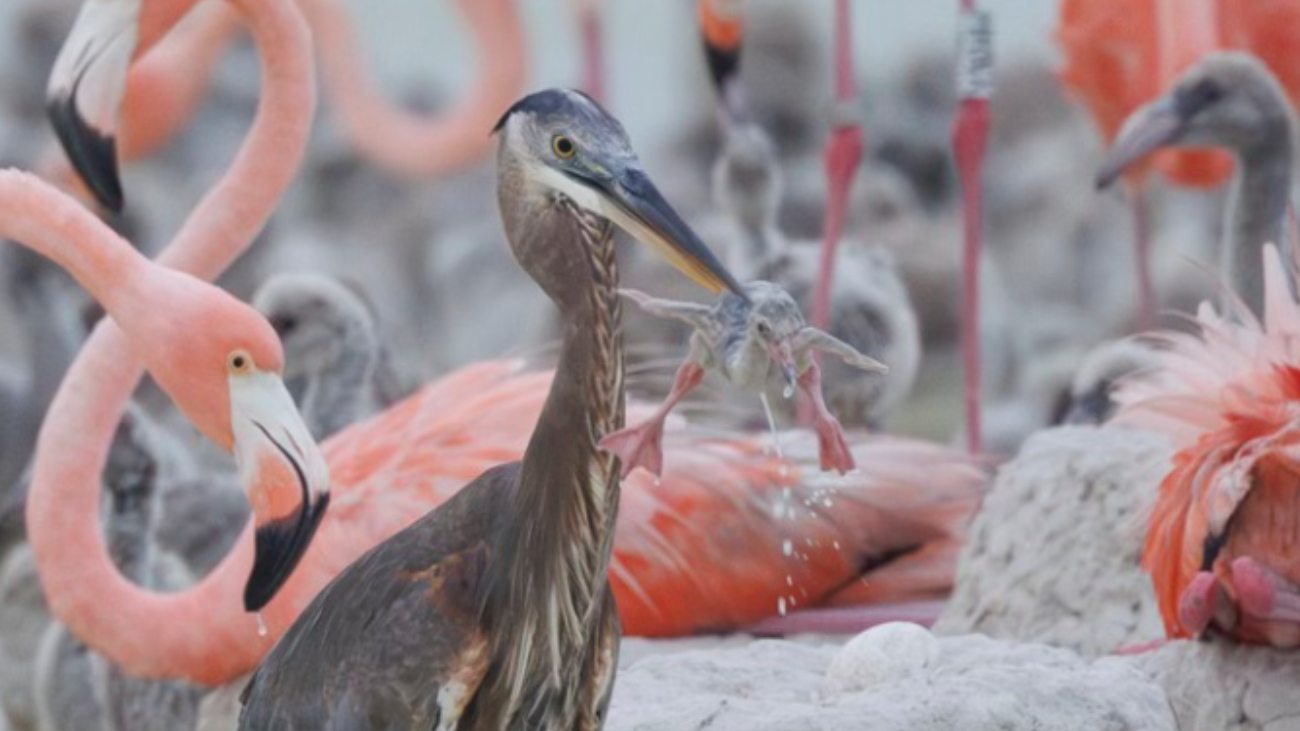 Aunque no se considera habitual, las garzas sí pueden depredar polluelos Aunque no se considera habitual, las garzas sí pueden depredar polluelos