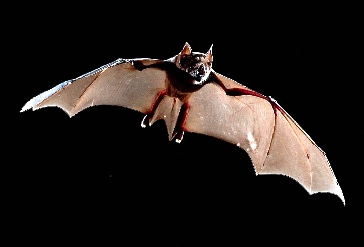 El hallazgo marca una ampliación importante en la distribución geográfica de la especie