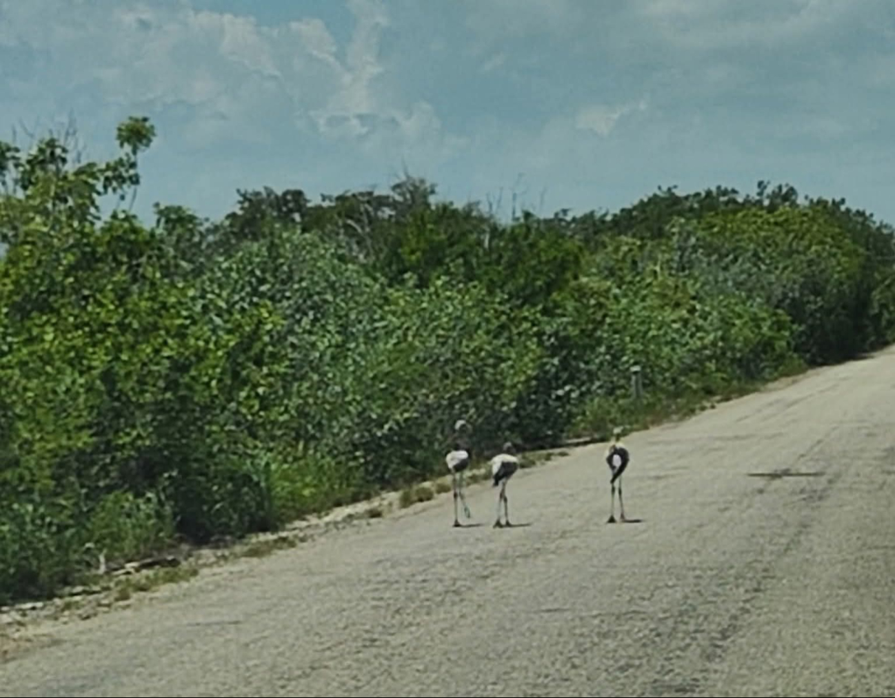 Los polluelos de flamenco caminan sobre la carretera Los polluelos de flamenco caminan sobre la carretera