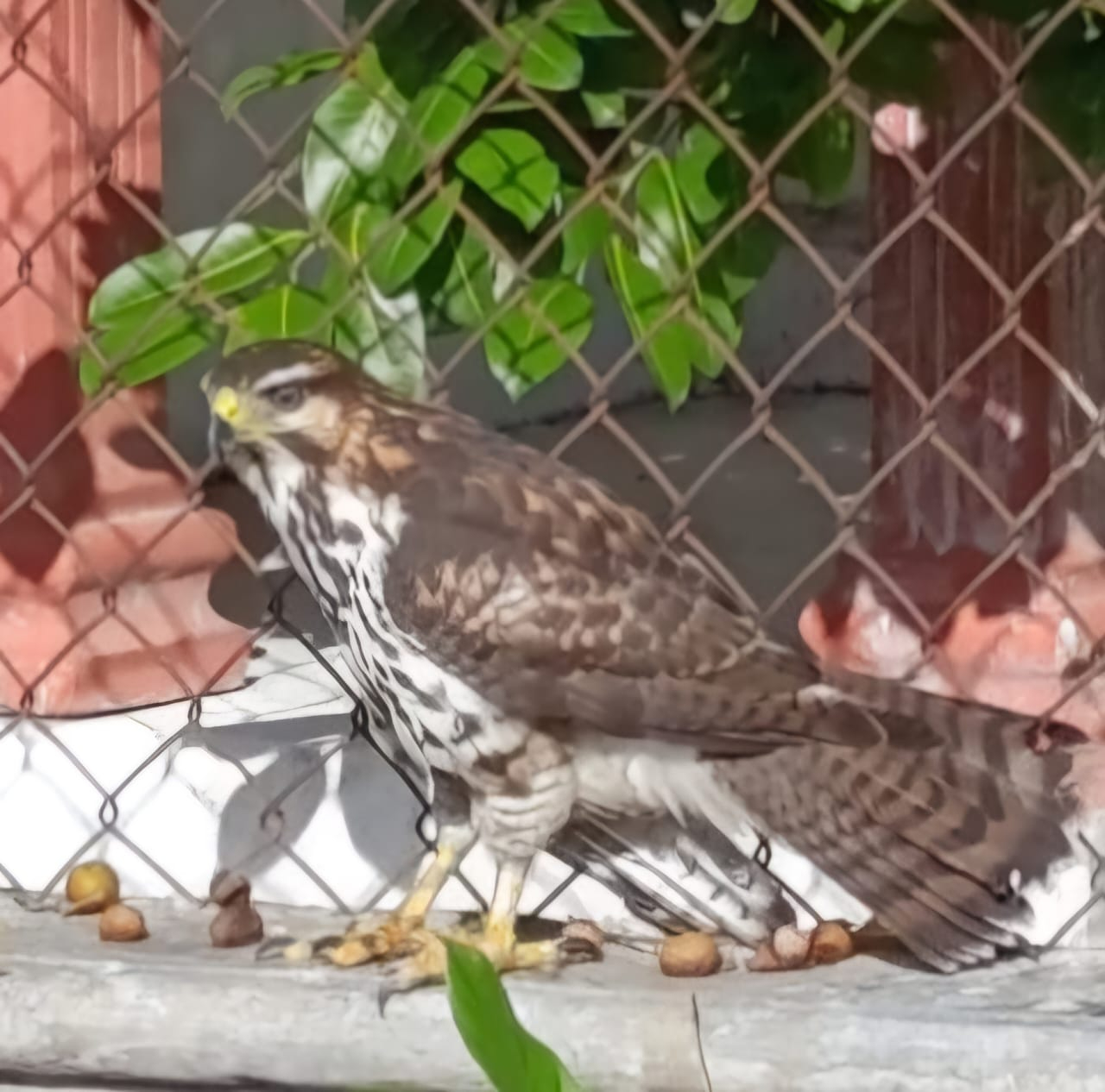 Presencia de águila pescadora en colonia porteña genera alerta ambiental Presencia de águila pescadora en colonia porteña genera alerta ambiental