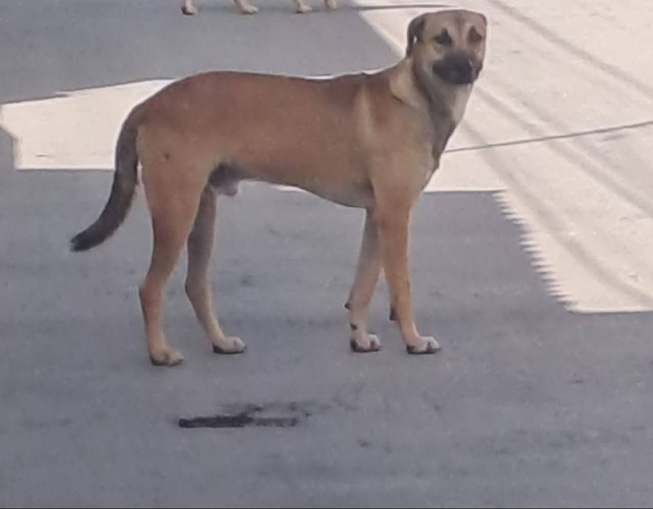 Camioneta abandona a perro en San José; Fiscalía confirma investigación y sanciones