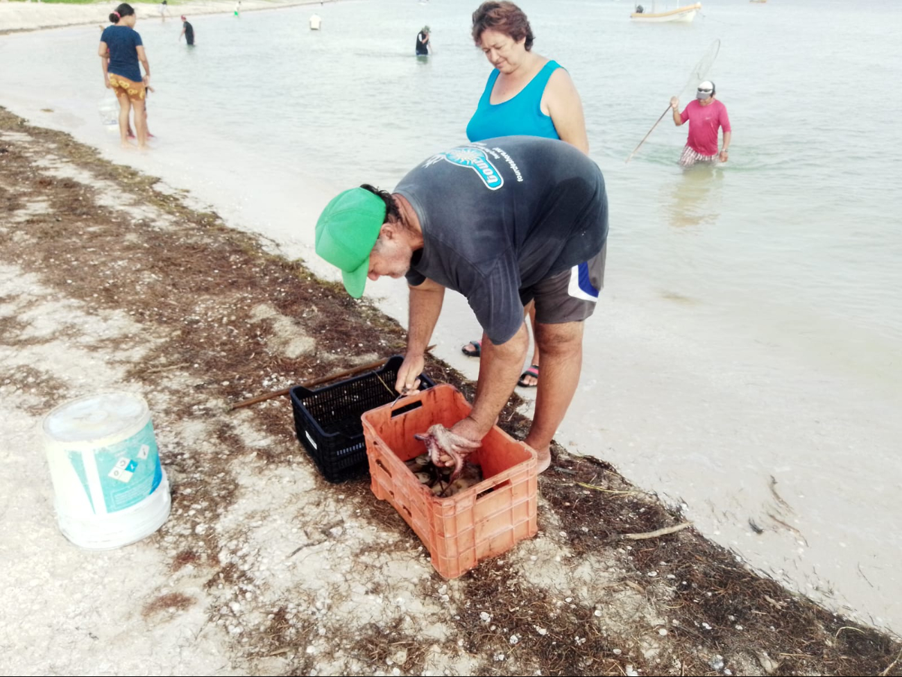 Canainpesca reporta casi mil 300 ton del molusco acopiadas; se cotiza en 145 pesos por kilo