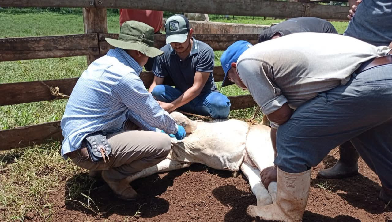 Los ganaderos han hecho equipo con las autoridades del Gobierno de Yucatán