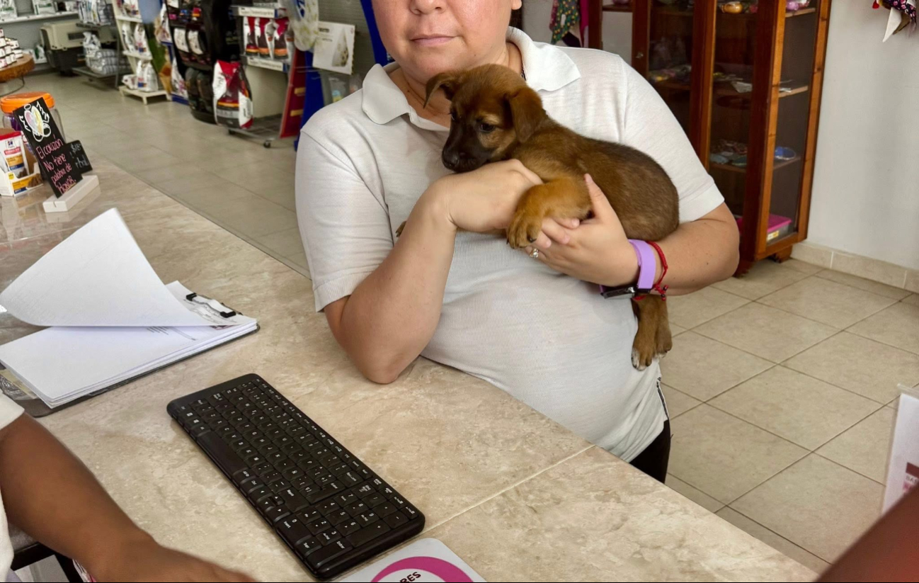 Rescatan a “Campechana” en Campeche tras dos días de búsqueda: víctima de maltrato animal Rescatan a “Campechana” en Campeche tras dos días de búsqueda: víctima de maltrato animal
