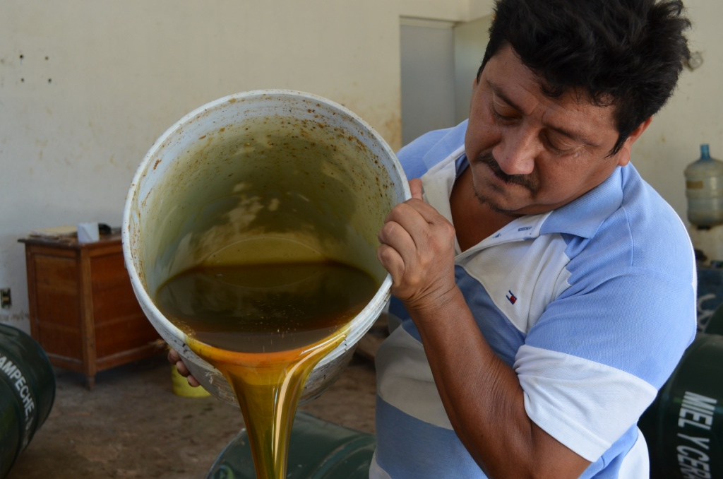 Apicultores enfrentan doble golpe: baja producción y precios bajos