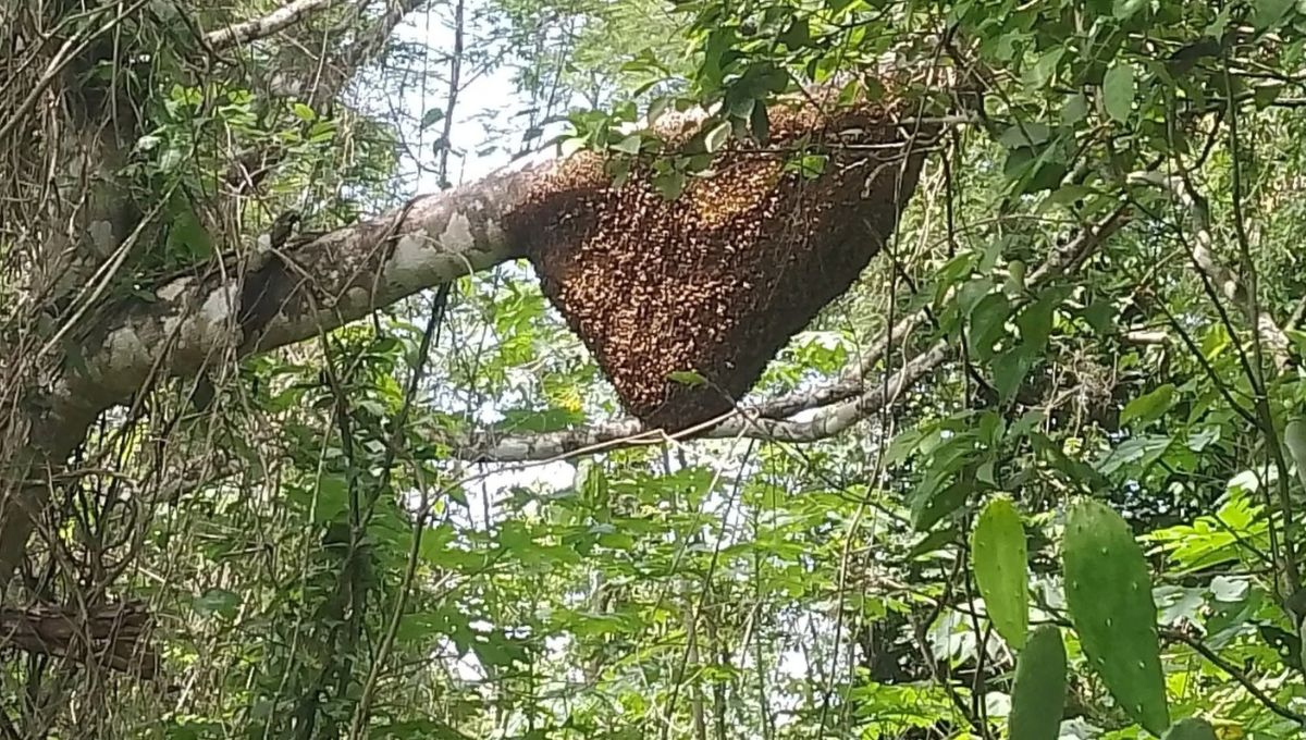Comunidades de la Ribera del Río Hondo reportan gran cantidad de panal de abejas