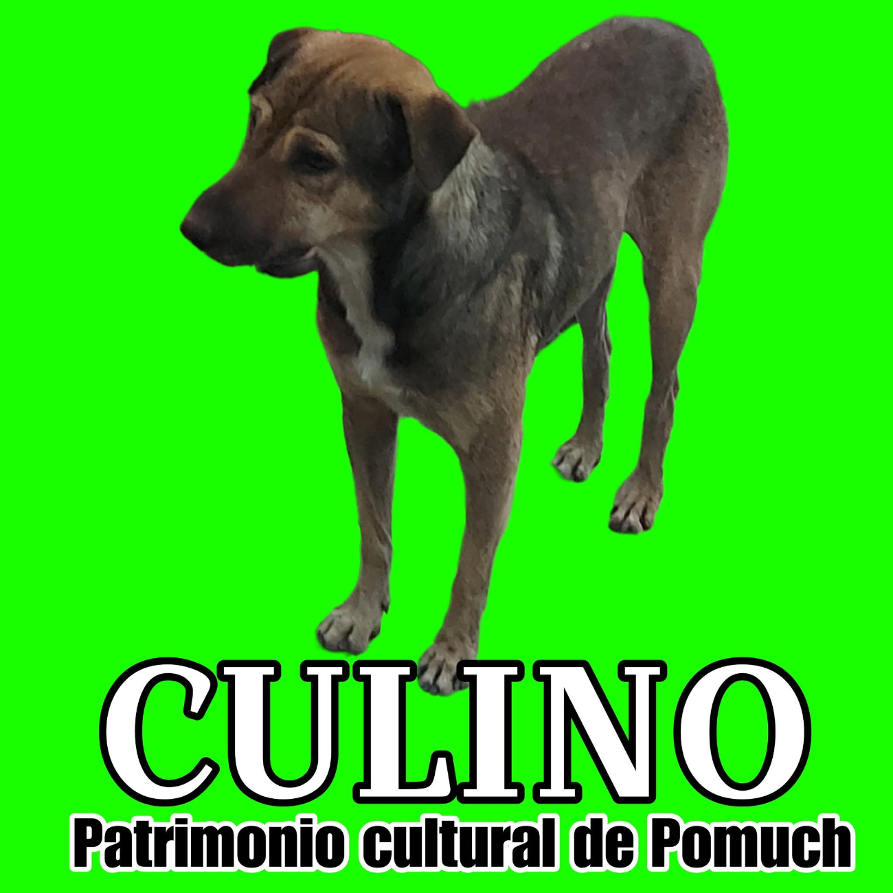 Culino, el ‘patrimonio cultural’ de cuatro patas en Pomuch, así le llaman los pobladores