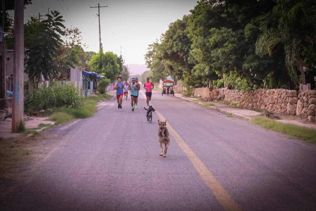 Culino, el perro que ha conquistado Pomuch