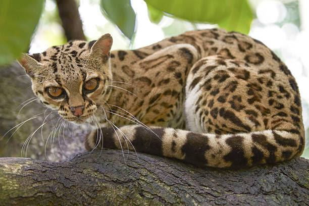 Asociación Civil de Quintana Roo trabaja en la preservación de la fauna silvestre