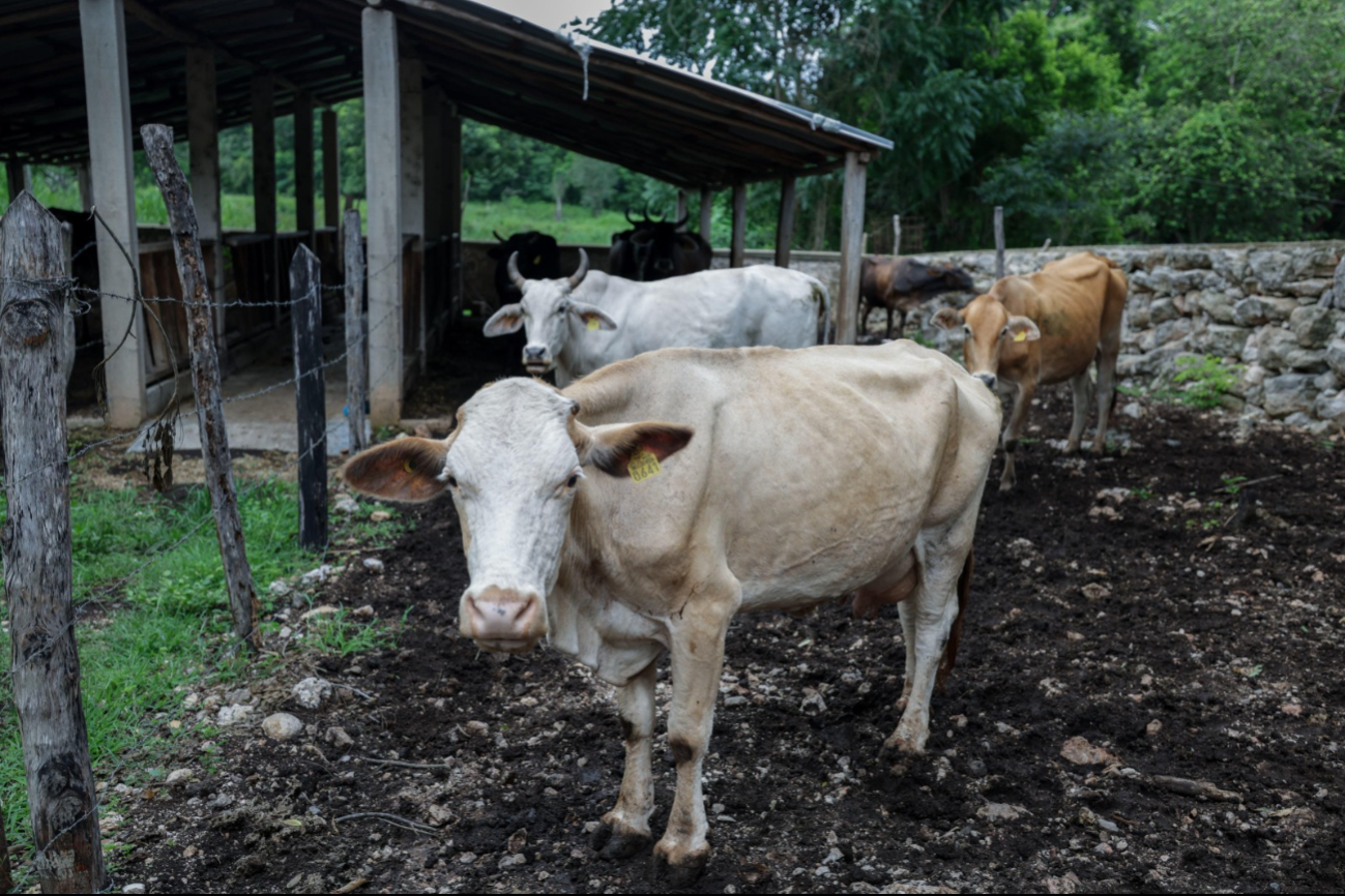 Tzucacab concentra el mayor número de contagios, con 10 animales