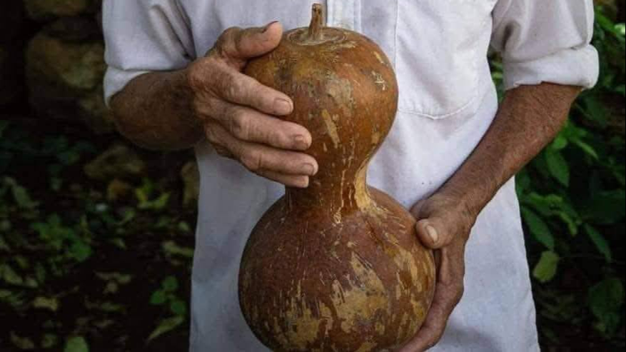 En la actualidad se compran más como adornos o curiosidades para restaurantes y tiendas de artesanías En la actualidad se compran más como adornos o curiosidades para restaurantes y tiendas de artesanías