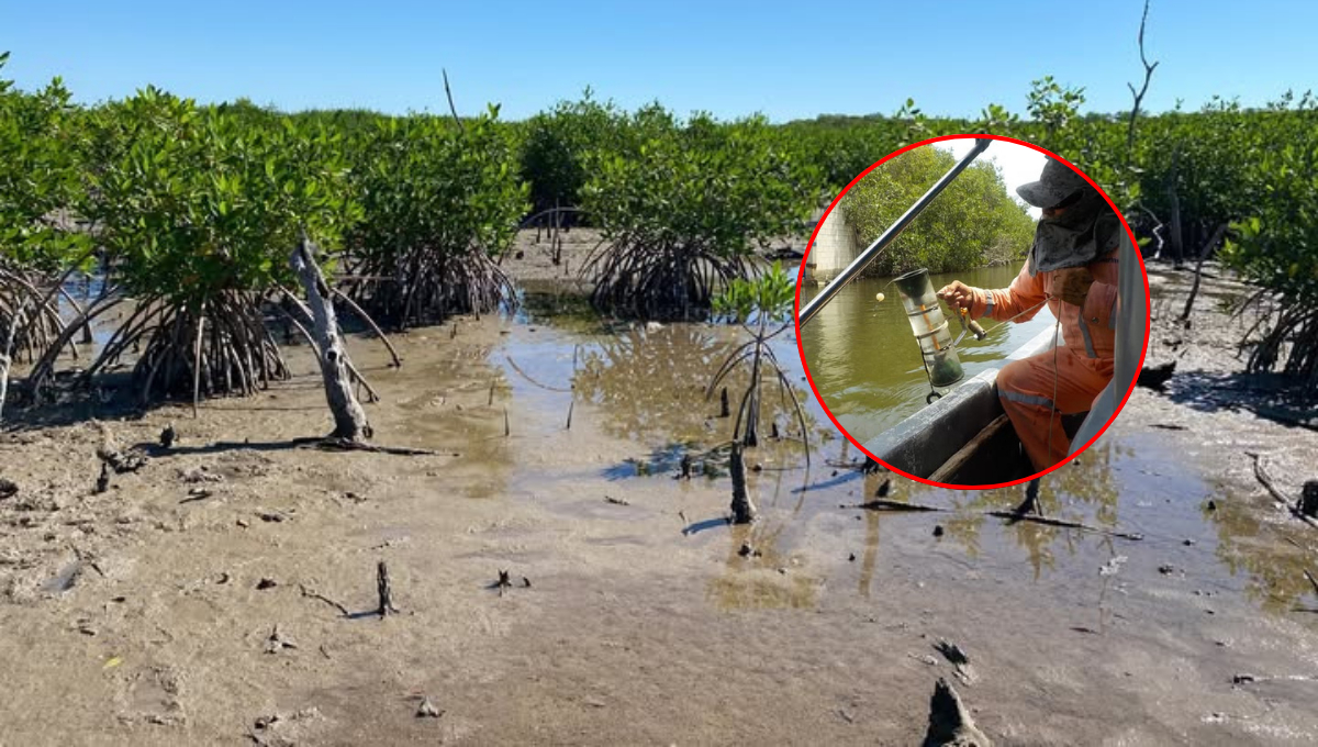 Investigadores de la UNAM alertan deterioro en el estero Pargo por descargas de aguas residuales y azolvamiento. Investigadores de la UNAM alertan deterioro en el estero Pargo por descargas de aguas residuales y azolvamiento.