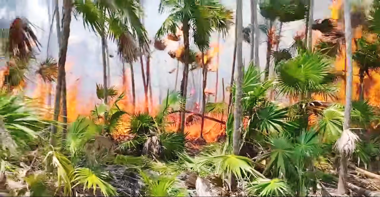 Seis días de fuego en La Ensenada, Holbox: avance del incendio y exigencia de justicia