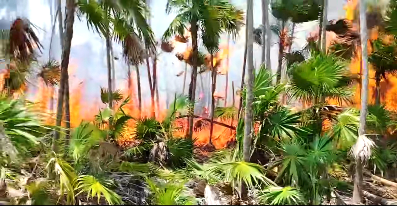 Ambientalistas lamentan que la afectación a la biodiversidad representa una tragedia Ambientalistas lamentan que la afectación a la biodiversidad representa una tragedia