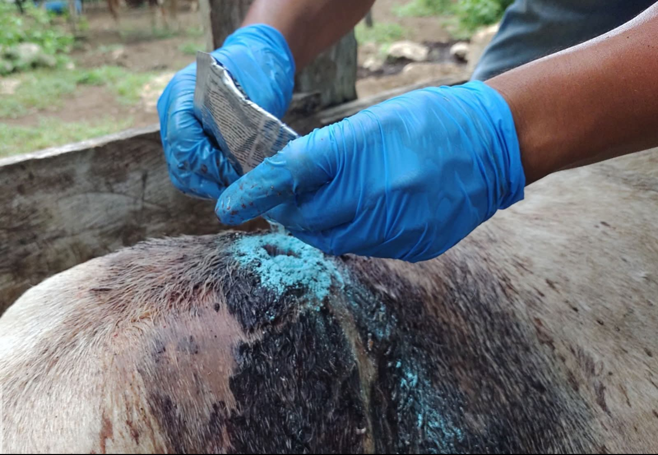 Están distribuidos en 30 municipios, lo que eleva a 381 el número total de contagios en Yucatán Están distribuidos en 30 municipios, lo que eleva a 381 el número total de contagios en Yucatán