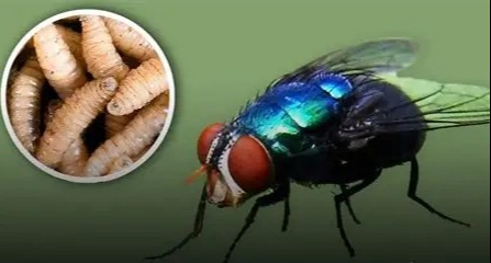 Quintana Roo, cerca de los 100 casos de gusano barrenador Quintana Roo, cerca de los 100 casos de gusano barrenador