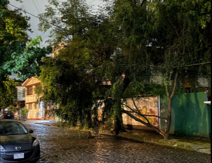 Tormenta en CDMX provoca inundación y caída de un árbol en Coyoacán Tormenta en CDMX provoca inundación y caída de un árbol en Coyoacán
