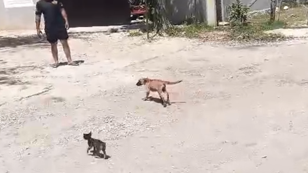 Perrito cae en drenaje y es rescatado sano y salvo en Campeche Perrito cae en drenaje y es rescatado sano y salvo en Campeche