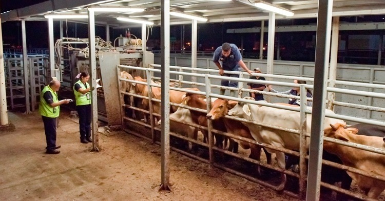 Piden no perder estatus sanitarios ante brote de gusano barrenador Piden no perder estatus sanitarios ante brote de gusano barrenador