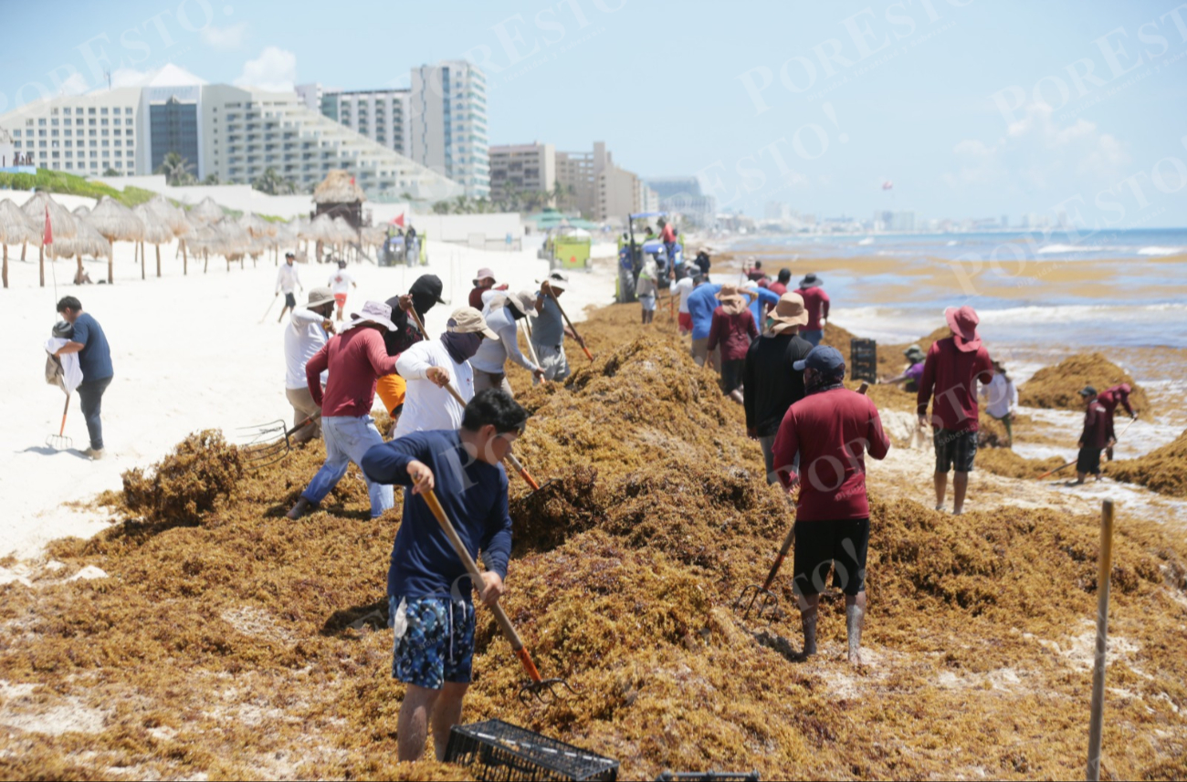 “Quedé sorprendida, el agua es ahora café": Sargazo en Playa Delfines vuelve a sorprender y decepcionar a turistas