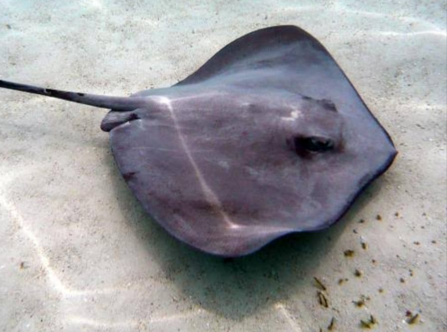 Carne de una especie de mantarraya, la opción de pesca si la temporada de pulpo fracasa en Yucatán