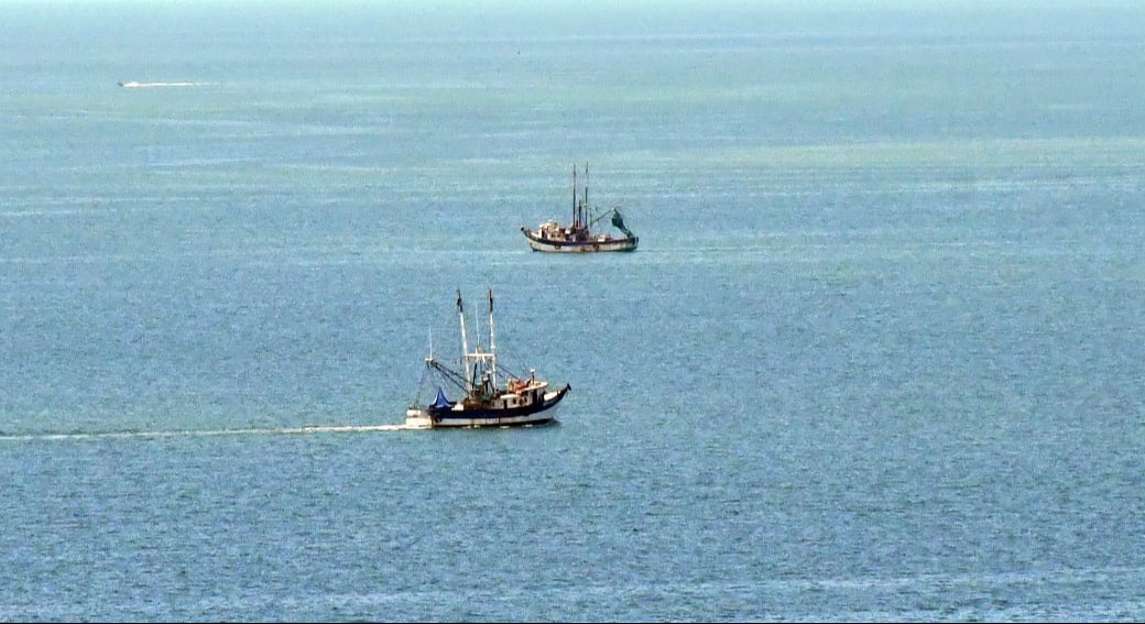 “Estamos cada vez peor”: Colapsa la industria camaronera en Campeche; solo 57 barcos zarparán en 2025