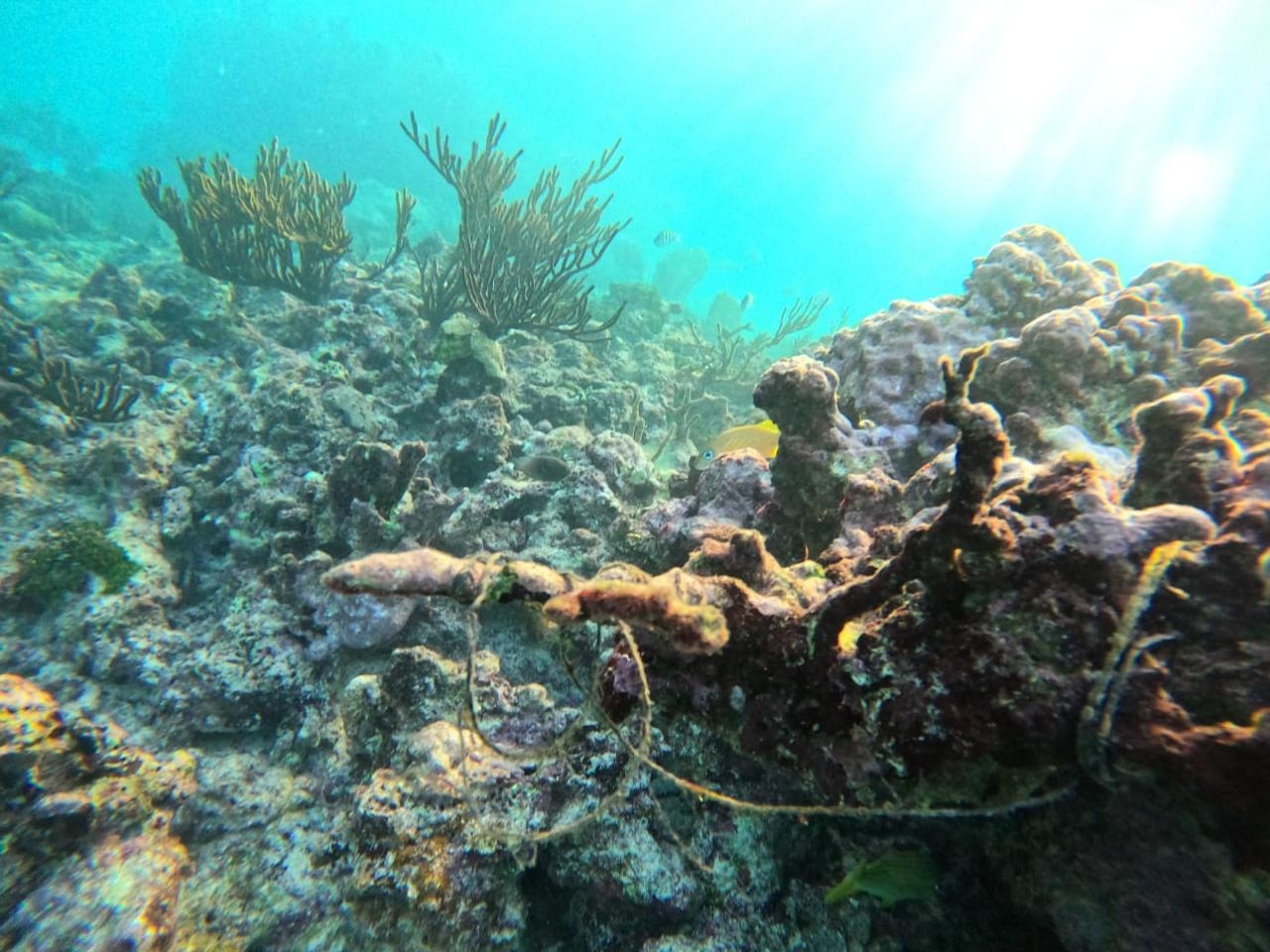 La falta de educación ambiental ha causado que turistas y locales contaminen las aguas La falta de educación ambiental ha causado que turistas y locales contaminen las aguas