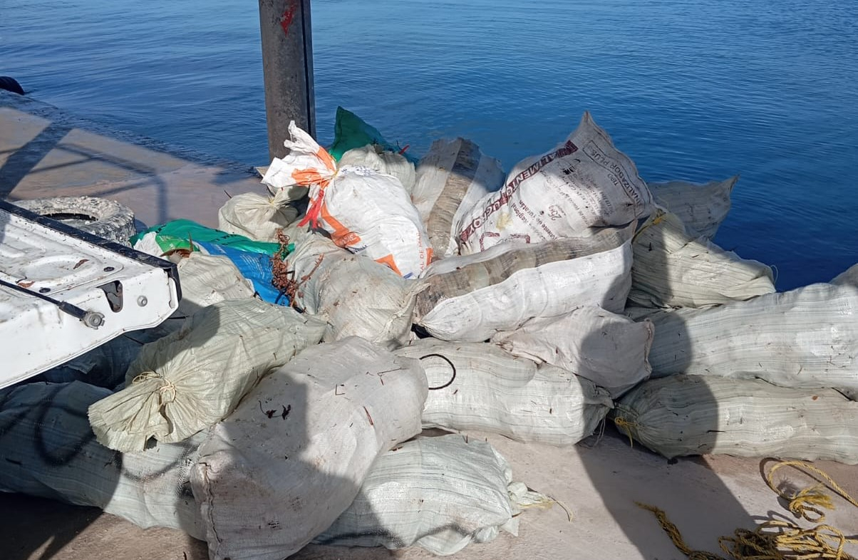 Decomisan más de una tonelada de cacerolitas de mar al Oriente de Yucatán;  empresario sería el responsable de su captura ilegal 