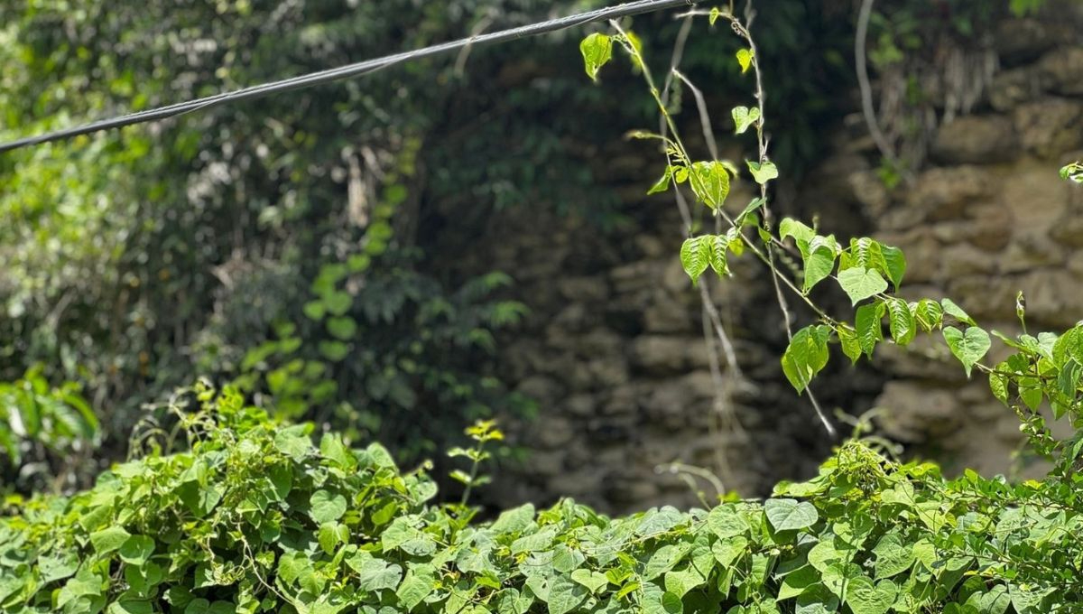 Piden dar mantenimiento a cableado eléctrico en Ribera del Río Hondo Piden dar mantenimiento a cableado eléctrico en Ribera del Río Hondo