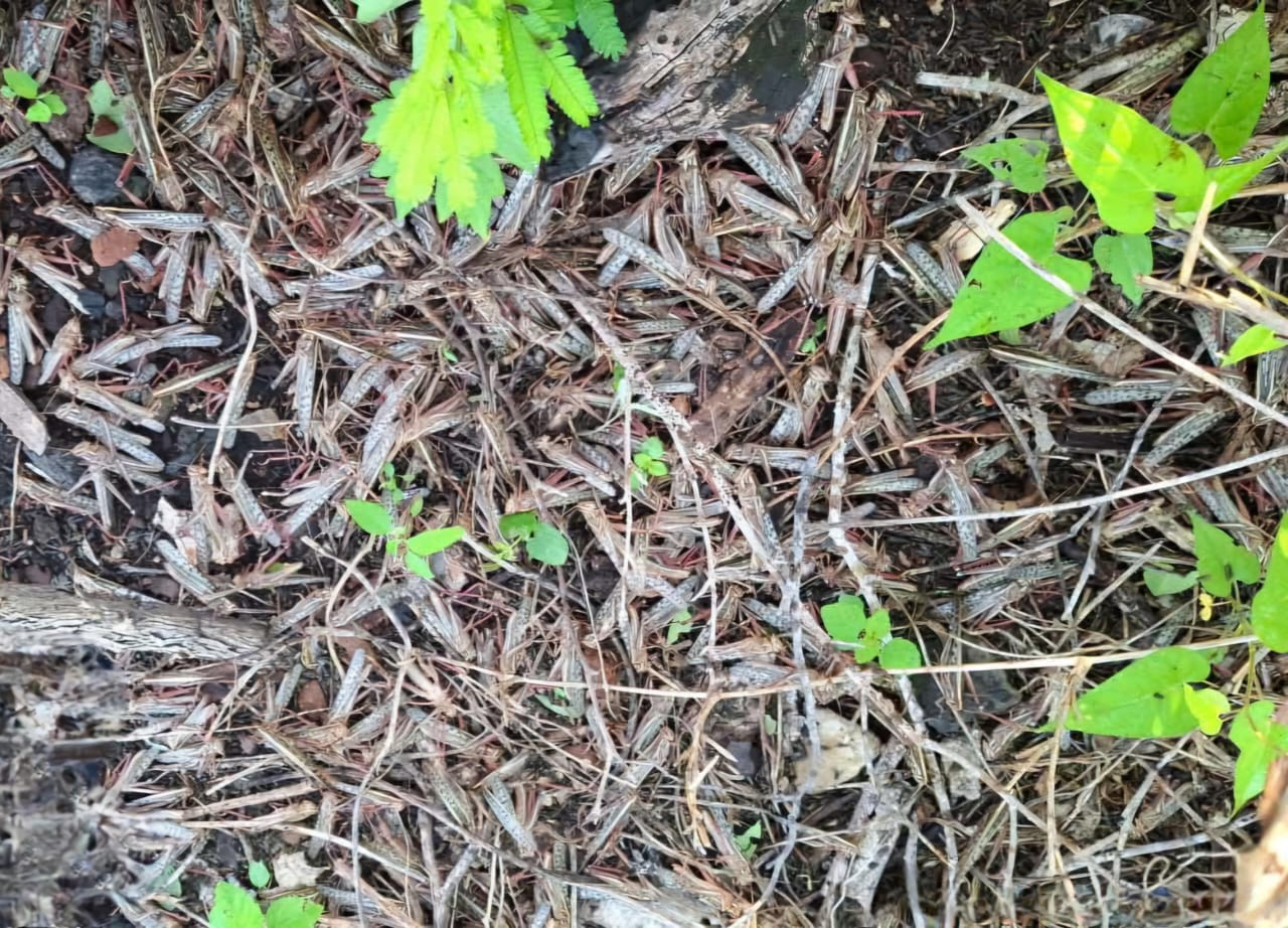 Preocupa a productores brote de ninfas adultas en Champotón