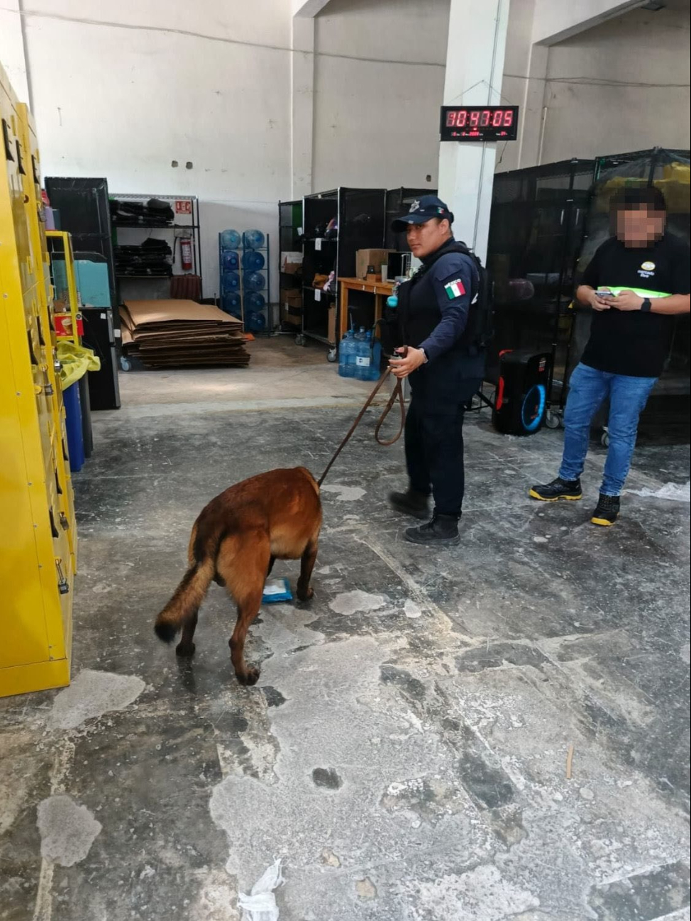Aseguran posible narcótico en paquetería Aseguran posible narcótico en paquetería