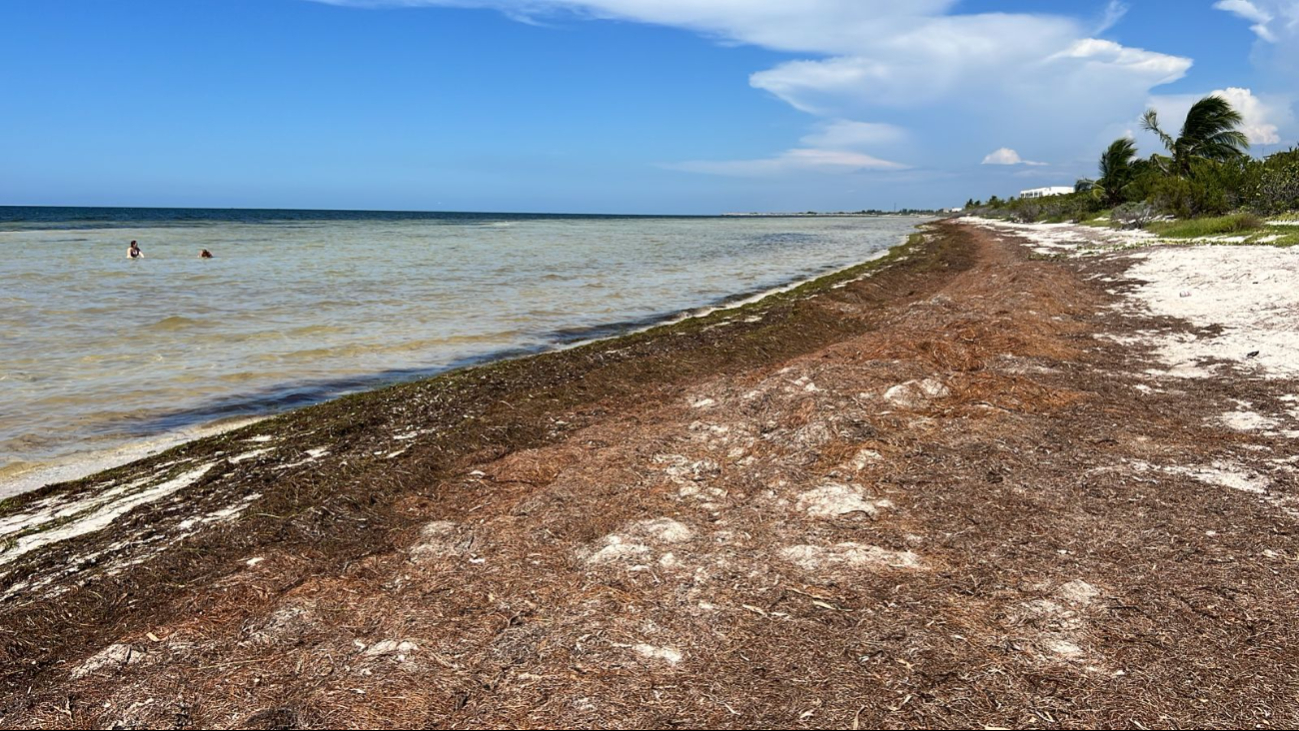 Yucatán, actor clave en la búsqueda de soluciones tecnológicas para combatir al sargazo en el Caribe