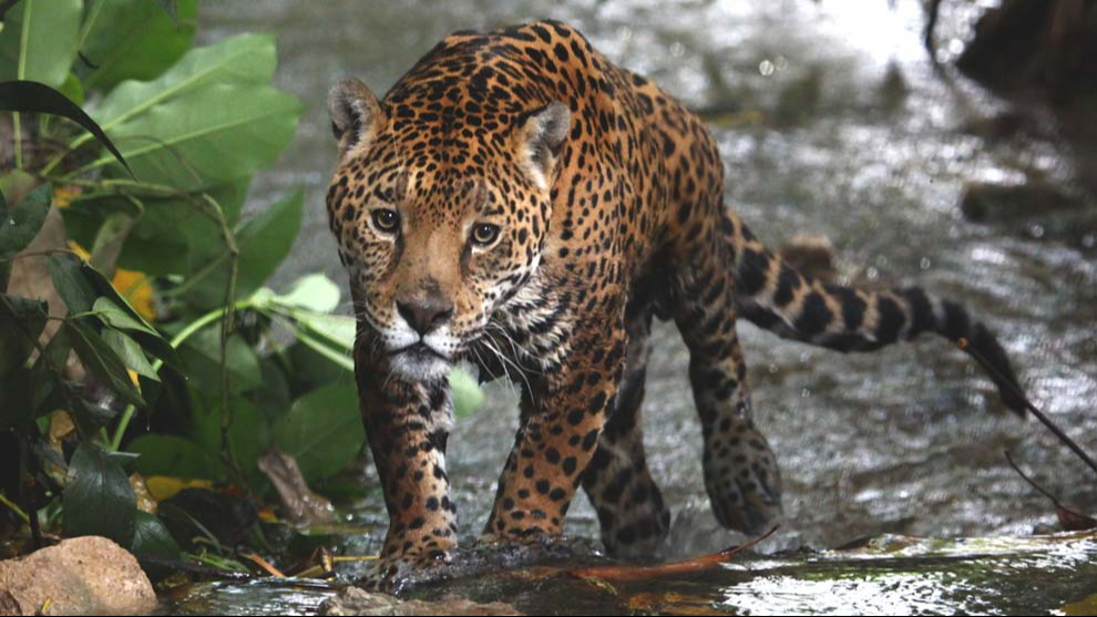 Congreso local pide acciones urgentes para proteger al jaguar