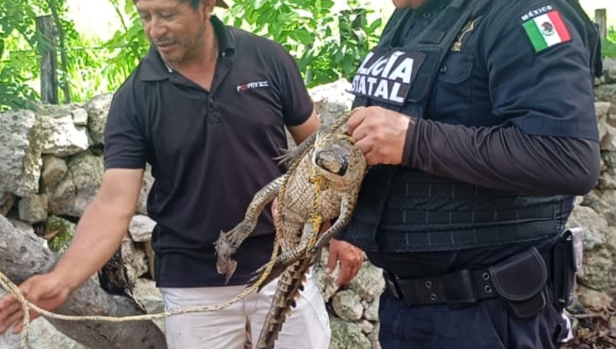 El cocodrilo de casi un metro se encontraba en una vivienda