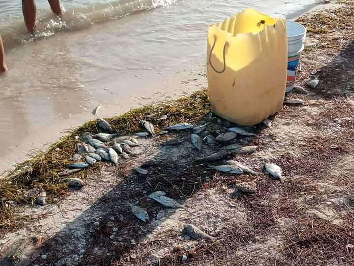 Es el segundo día consecutivo en el que se ha reportado la presencia de ejemplares muertos.